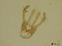 Osmia iridis image