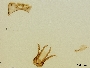 Megachile laticeps image