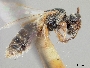 Lasioglossum arizonense image