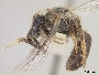 Lasioglossum halictoides image