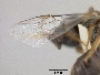 Lasioglossum halictoides image
