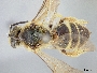 Image of Lasioglossum mellipes
