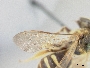 Lasioglossum mellipes image