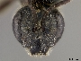Halictus virgatellus image