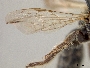 Panurginus polytrichus image