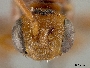 Nomada rhodosoma image