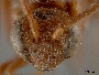 Nomada erythrochroa image
