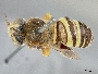 Caenonomada bruneri image