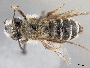 Andrena rupshuensis image