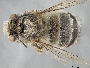 Anthophora melanognatha image