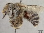Anthophora melanognatha image