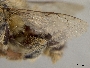 Habropoda pekinensis image