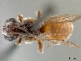 Image of Brachynomada grindeliae