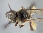 Image of Exomalopsis bruesi