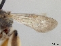Exomalopsis bruesi image