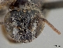 Anthophorula morgani image