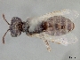 Perdita chrysophila image