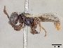 Perdita chrysophila image
