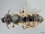 Image of Calliopsis personata