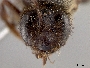 Andrena washingtoni image