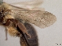 Andrena washingtoni image