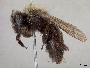 Andrena nivalis image