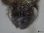 Andrena merriami image