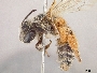 Andrena xanthigera image