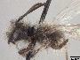 Andrena perarmata image