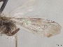Andrena perarmata image