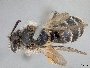 Andrena segregans image
