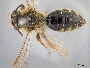 Image of Andrena striatifrons