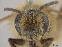 Andrena striatifrons image