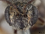 Andrena prunifloris image