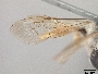 Andrena prunifloris image