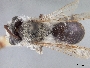 Andrena mesillae image