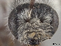 Andrena mesillae image