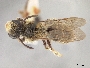 Andrena cragini image