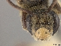 Andrena cragini image