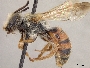 Andrena casadae image