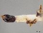 Andrena casadae image