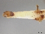 Andrena trevoris image