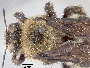 Xylocopa californica image