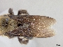 Xylocopa californica image