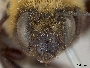 Anthophora bomboides image
