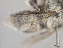 Anthophora porterae image