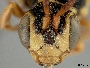 Nomada xanthophila image