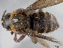 Image of Xeromelecta larreae