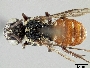 Image of Holcopasites stevensi