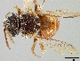 Image of Holcopasites eamia